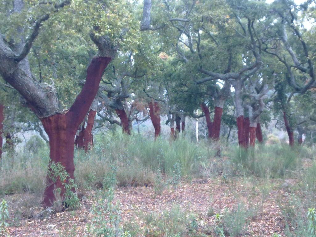 Apartamentos Rurales Candela Canamero Luaran gambar